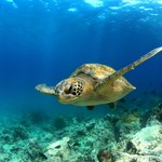 Mikroplastiki trują żółwie morskie na całym świecie