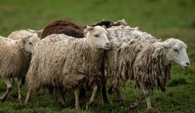 Milczenie...? Nie, właśnie beczenie owiec jest zbawienne dla człowieka