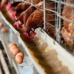 Milion jaj dziennie mniej. Grożą nam podwyżki 