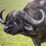 Milioner chwalił się polowaniami na zwierzęta. Zabił go bawół