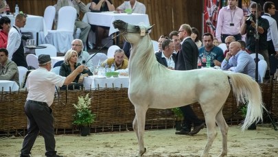 Milionerzy, gwiazdy i najpiękniejsze konie świata. Aukcja w Janowie Podlaskim