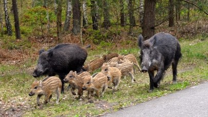 Milionowe inwestycje na wschodniej granicy Polski. Chodzi m.in. o płot chroniący przed ASF 