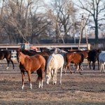 Milionowe straty polskich hodowli koni arabskich