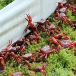 Miliony czerwonych krabów maszerują przez wyspę. Mieszkańcy chwytają za grabie
