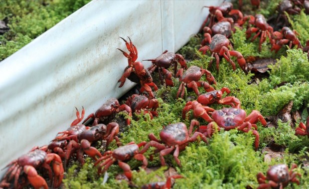 Miliony czerwonych krabów maszerują przez wyspę. Mieszkańcy chwytają za grabie