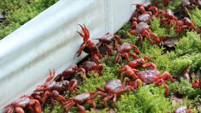 Miliony czerwonych krabów maszerują przez wyspę. Mieszkańcy chwytają za grabie