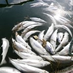 Miliony martwych łososi norweskich. Ryby utknęły w śmiertelnej pułapce