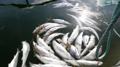 Miliony martwych łososi norweskich. Ryby utknęły w śmiertelnej pułapce