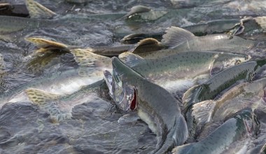Miliony martwych łososi. Skandal na rybnych farmach wywołał burzę