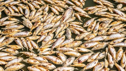 Miliony martwych ryb w Australii. Co jest przyczyną?