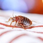szkodniki Miliony pluskiew w domu. Wychodziły z każdego zakamarka