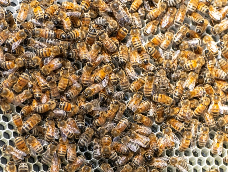 Uciekło 250 milionów pszczół. Władze wydały ostrzeżenie