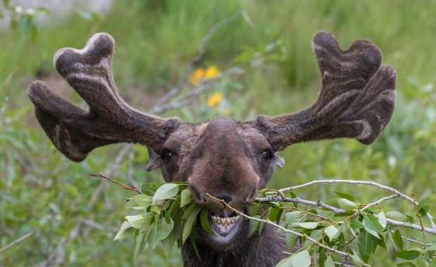 Miliony widzów nie mogły oderwać wzroku. Koniec transmisji z wędrówki łosi