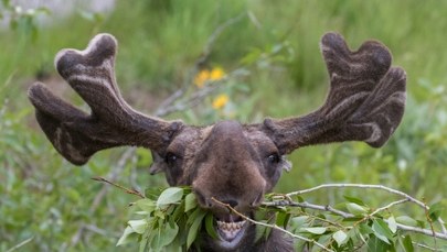 Miliony widzów nie mogły oderwać wzroku. Koniec transmisji z wędrówki łosi