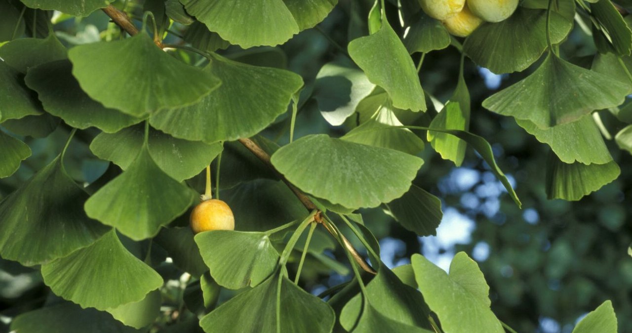 Miłorząb dwuklapowy jest długowiecznym i niezwykłym drzewem /Bios Photo /East News