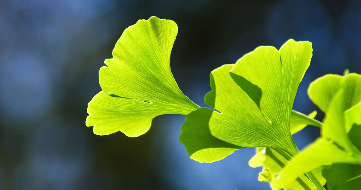 Miłorząb (ginko biloba) wpływa na poprawę pamięci /123RF/PICSEL