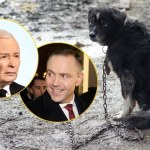 Miłość do zwierząt czy polityczna gra? Oto jak zagłosuje Kaczyński ws. weta prezydenta