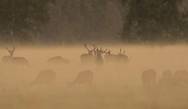 ​Miłość i śmierć na rykowisku. Spór o polowania