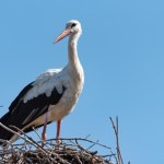Miłość i walka o przetrwanie. Nowy sezon w bocianim serialu 