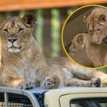 Miłość przez kratę. Wrocławskie lwy w końcu razem