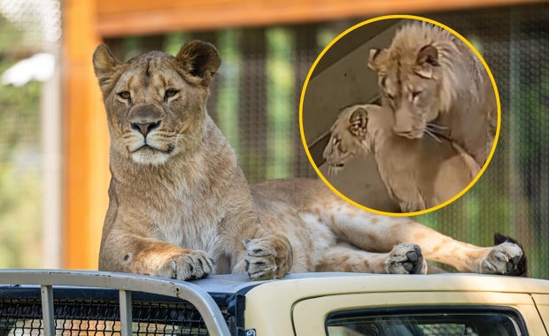 Miłość przez kratę. Wrocławskie lwy w końcu razem