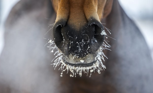 Miłośnicy koni szukają pomocy. Pod naporem śniegu zawaliła się hala