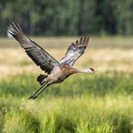 Miłośnicy ptaków zachwyceni. Rzadki gatunek ptaka w Polsce