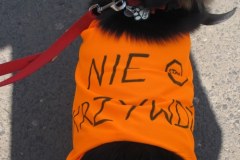 Miłośnicy zwierząt protestują przeciwko przemocy i zabijaniu