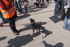 Miłośnicy zwierząt protestują przeciwko przemocy i zabijaniu