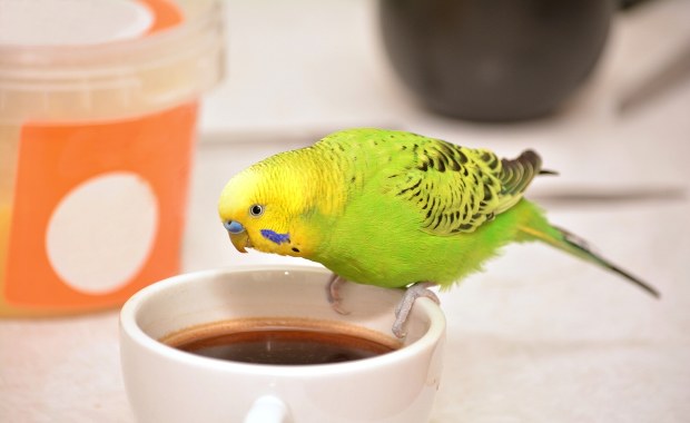 "Miłośniczka" cudzej kawy wzięła gości lokalu podstępem. Na miejsce wezwano policję