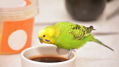 "Miłośniczka" cudzej kawy wzięła gości lokalu podstępem. Na miejsce wezwano policję