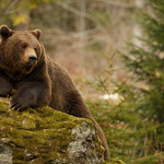 Mimo ochłodzenia na Podkarpaciu nadal aktywne niedźwiedzie, gady i nietoperze