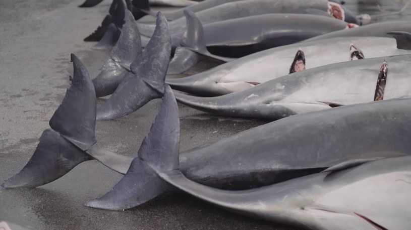 Mimo zaostrzenia przepisów na Wyspach Owczych doszło do kolejnej masakry delfinów. Tym razem zabito niemal 100 osobników /Sea Shepherd /YouTube