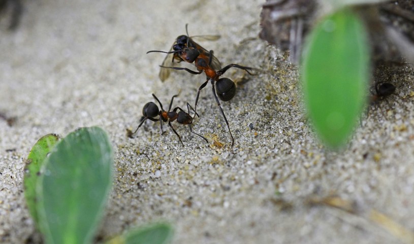 Mimo że mrówki są pożyteczne, to w ogrodzie jednak niosą za sobą szkody /Jacek Boron/REPORTER /East News