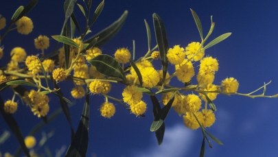 Mimoza na Dzień Kobiet. Ten zwyczaj ma już 70 lat