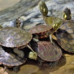 Miniaturowe żółwie doprowadziły do epidemii salmonelli 