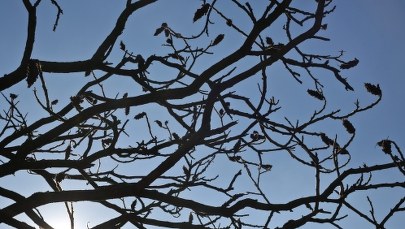 Miniony marzec był najcieplejszy w historii