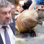 Minister rolnictwa Ardanowski chce uznać bobry za jadalne! "Ogon to afrodyzjak"