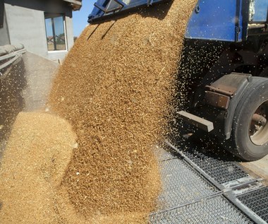 Minister rolnictwa potwierdza: Zakaz importu zboża z Ukrainy przedłużony o kolejne miesiące