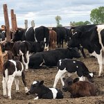 Minister rolnictwa: Wolne krowy z Deszczna na pewno nie trafią na ubój
