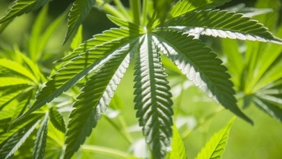 Minister zdrowia: Marihuana jest niebezpieczna i nie może być dostępna jak witamina C