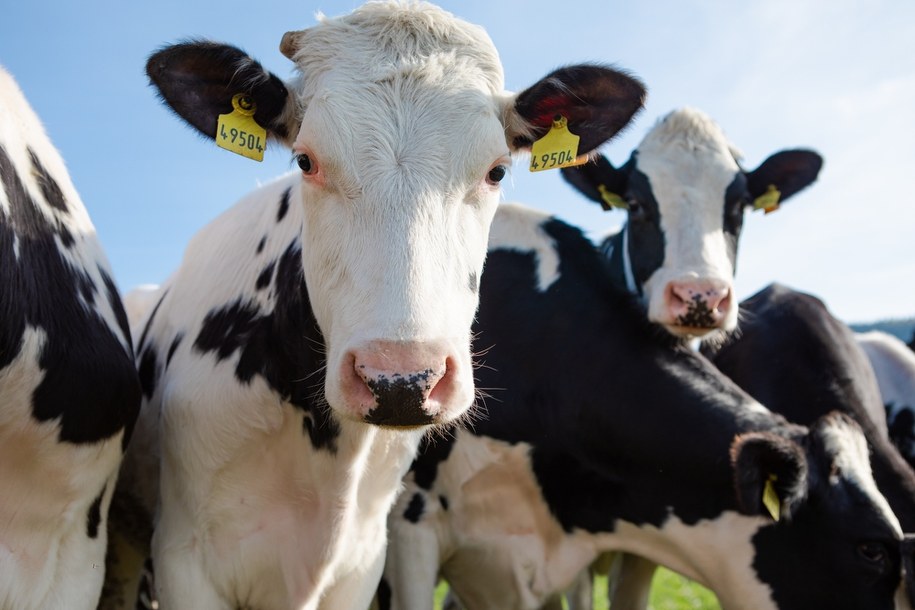 Ministerstwo rolnictwa ostrzega: Upały groźne dla zwierząt gospodarskich. Apel o stały dostęp do wody i schronienia /Shutterstock