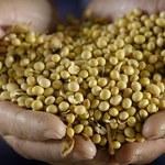 Ministerstwo rolnictwa planuje przedłużenie okresu stosowania pasz GMO