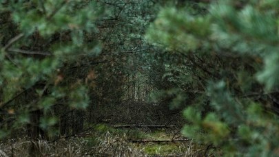 Ministerstwo Środowiska: Do lasów nie mają wstępu także myśliwi