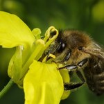 Ministerstwo Środowiska mówi "nie" opryskom rzepaku groźnym dla pszczół