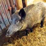 Ministerstwo wyda 25 mln złotych na walkę z afrykańskim pomorem świń