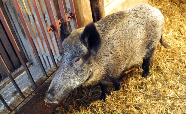 Ministerstwo wyda 25 mln złotych na walkę z afrykańskim pomorem świń