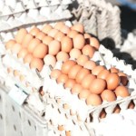 Ministerstwo zapewnia, że jaj na Święta nie zabraknie. Ale mogą być droższe