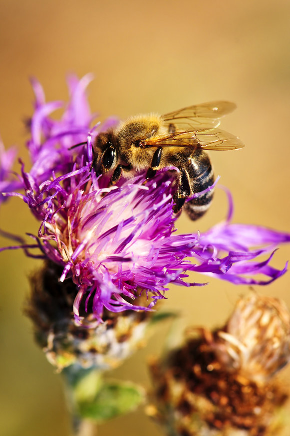 miód i pszczoły /© Photogenica