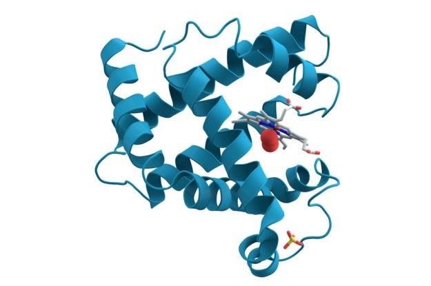 Mioglobina to białko odpowiedzialne za transport tlenu do mięśni /materiały prasowe